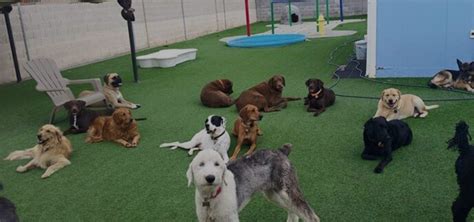 las vegas dog boarding